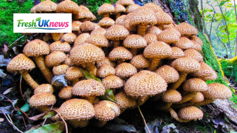 Chestnut Mushrooms: The Ultimate Guide to Cooking, Health Benefits & Recipes